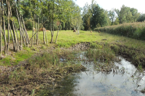 unbeliebte Naturbewohner als Müll in der Landschaft